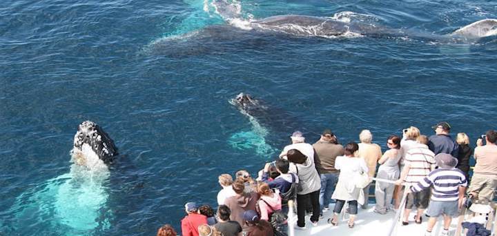 Whale Watching Tour